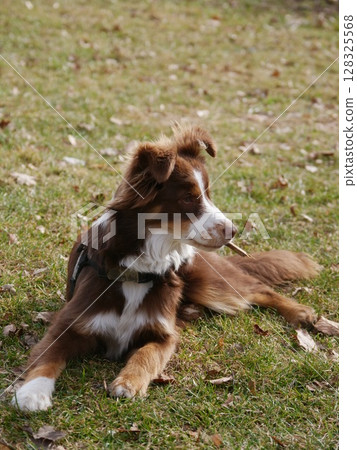 Brown and white dog is laying on the grass 128325568