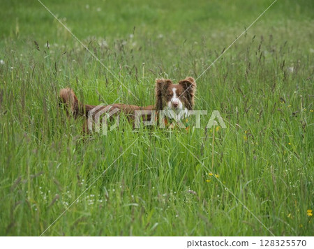 Brown and white dog is standing in a field of tall grass Brown and white dog is standing in a field of tall grass 128325570