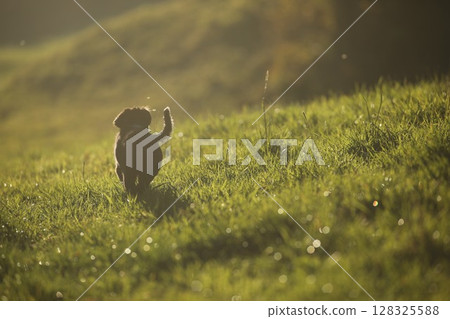 Small dog is running through a grassy field 128325588