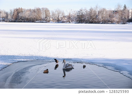 A group of ducks are swimming in a pond 128325593