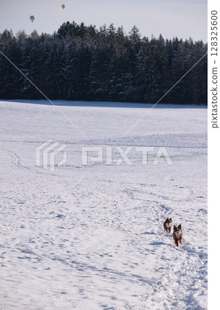 Two dogs are running in the snow, one of them is a hot dog 128325600