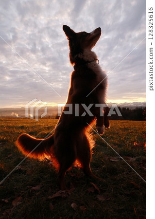 A dog is standing in a field with a sunset in the background 128325616