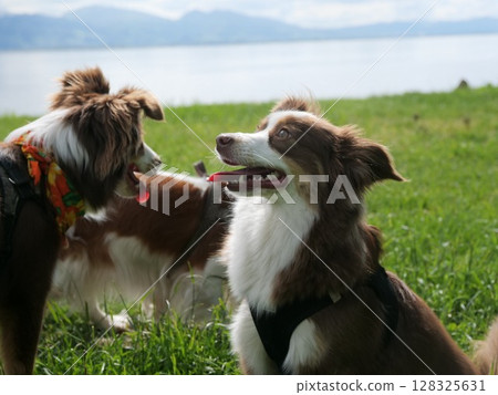 Two dogs are sitting in a grassy field by a lake Two dogs are sitting in a grassy field by a lake 128325631