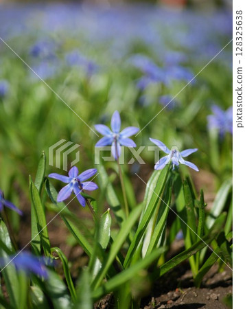 Field of blue flowers with green grass 128325638