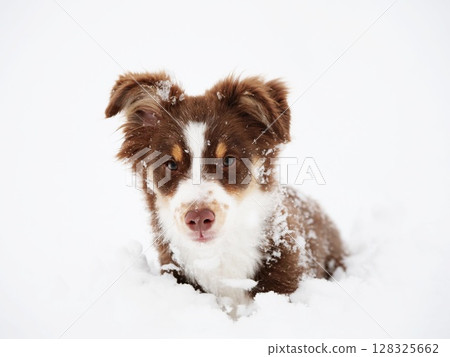 Brown and white dog is laying in the snow 128325662