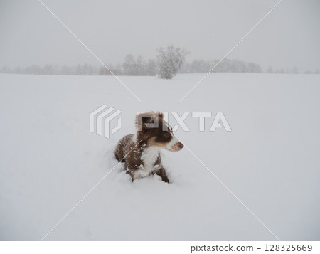 Dog is in the snow, looking up at the camera 128325669