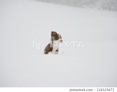 Small brown and white dog is sitting in the snow Small brown and white dog is sitting in the snow 128325671