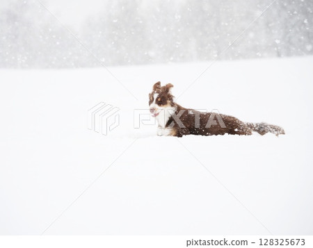 Brown and white dog is laying in the snow Brown and white dog is laying in the snow 128325673