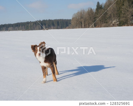 Dog is standing in the snow, looking at the camera 128325691