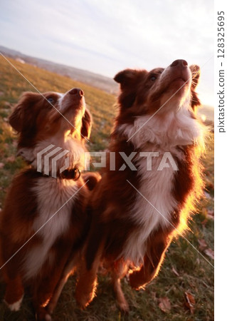 Two dogs are standing in a field, one of them looking up at the sky Two dogs are standing in a field, one of them looking up at the sky 128325695