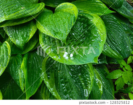 Ice balls after a summer thunderstorm in a green garden. White hailstones on the broad green leaves of a hosta. Ice balls after a summer thunderstorm in a green garden. White hailstones on the broad green leaves of a hosta. 128325812