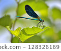 Blue damselfly perched on a leaf 128326169