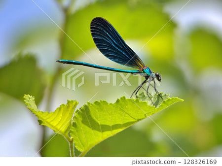 Blue damselfly perched on a leaf 128326169