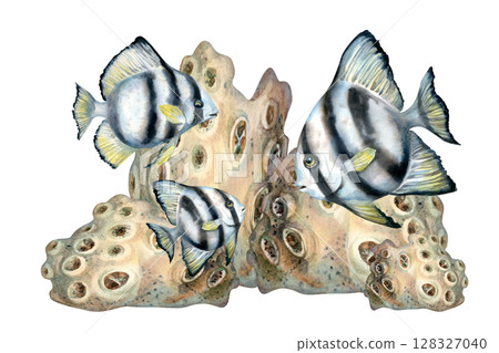 Black and white striped tropical fish hiding among beige corals on the reefs. Watercolor illustration of seascape in beige tones isolated on white background for sea design, diving, scrapbook, sticker 128327040