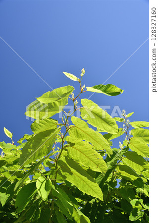 夏季在北海道函館拍攝日本虎杖（Donge）的風景 128327160