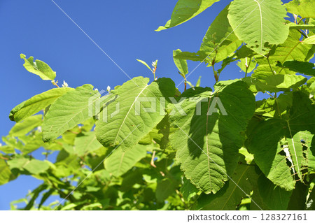夏季在北海道函館拍攝日本虎杖（Donge）的風景 128327161