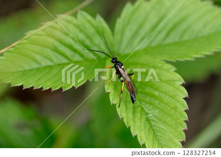 Hymenoptera wasp on a large green leaf close-up 128327254