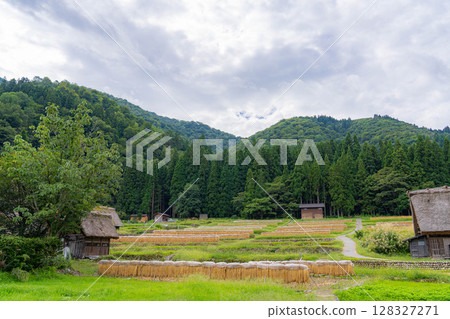 [世界遺產]初秋稻穀成熟的白川鄉[岐阜縣] 128327271