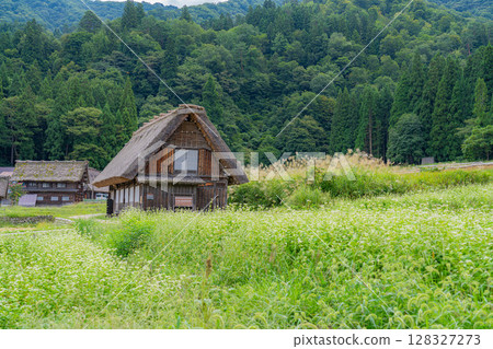 [World Heritage] Shirakawa-go in early autumn with ripe rice [Gifu Prefecture] 128327273