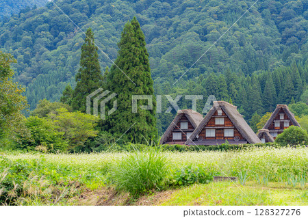 [世界遺產]初秋稻穀成熟的白川鄉[岐阜縣] 128327276