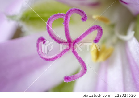 delicate stigma delicate stigma 128327520