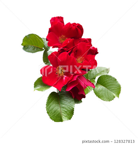 Tender tea rose flower heads with leaves, aroma rose flowers, isolated object cut out with clipping path, soft selective focus Tender tea rose flower heads with leaves, aroma rose flowers, isolated object cut out with clipping path, soft selective focus 128327813