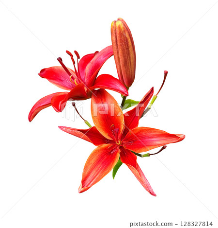 Lily bright red flower head isolated cutout object side view, houseplant or garden flower, floral bouquet, clipping path soft focus 128327814