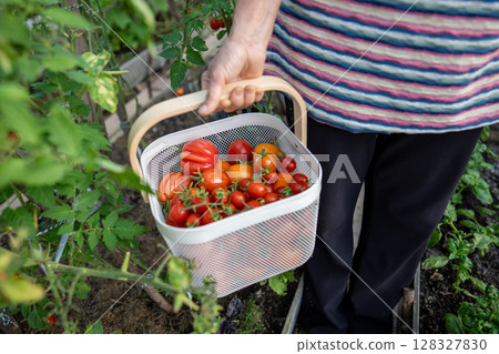 Garden worker holding basket with mature tomatoes in hothouse. Homegrown vegetable 128327830