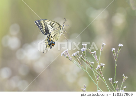 Flying swallowtail butterfly Flying swallowtail butterfly 128327909