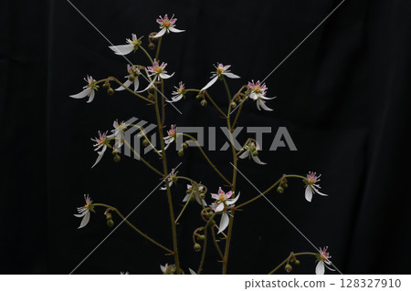 Saxifrage flower on black background Saxifrage flower on black background 128327910