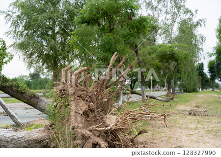 An uprooted tree lies across a paved path, its roots exposed and entangled with soil. An uprooted tree lies across a paved path, its roots exposed and entangled with soil. 128327990