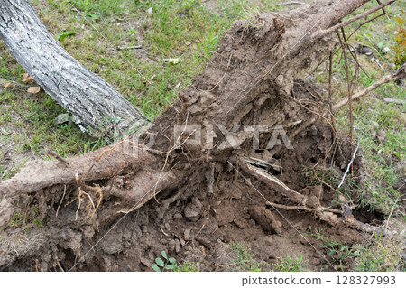 An uprooted tree lies across grassy terrain, its root system fully exposed and tangled with soil. An uprooted tree lies across grassy terrain, its root system fully exposed and tangled with soil. 128327993
