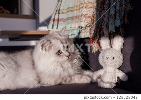 Adorable White Cat with Lush Fur Glances Curious at a Soft Toy Bunny Under Gentle Afternoon Light in a Cozy Living Room Setting 128328042