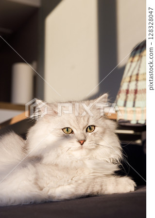 A Majestic Grey Cat Relaxing in Golden Natural Light with a Background of Home Decor and Soft Shadows Creating a Calm and Cozy Vibe in a Modern Interior Space A Majestic Grey Cat Relaxing in Golden Natural Light with a Background of Home Decor and Soft Shadows Creating a Calm and Cozy Vibe in a Modern Interior Space 128328047