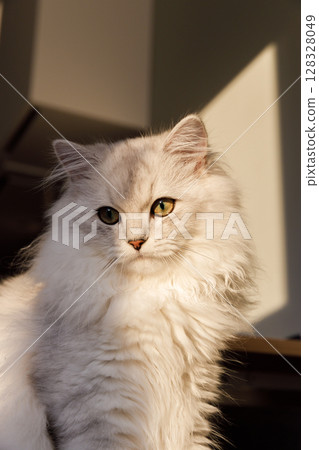 Majestic Feline Beauty: A Close-Up of a Soft, Fluffy Cat with Striking Green Eyes Caught in Natural Light and Shadow, Showcasing Its Elegant Features and Graceful Presence Majestic Feline Beauty: A Close-Up of a Soft, Fluffy Cat with Striking Green Eyes Caught in Natural Light and Shadow, Showcasing Its Elegant Features and Graceful Presence 128328049