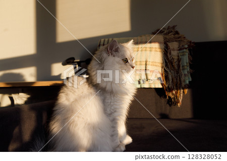 A Serene Scene Featuring a White Cat in a Sunlit Room with Soft Shadows and Cozy Textiles for a Calm and Peaceful Atmosphere 128328052