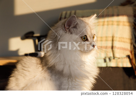 Captivating Image of a Beautiful Cat Bathed in Golden Light, Highlighting Its Striking Features and Fluffy Fur, Perfect for Cat Lovers and Photography Enthusiasts Alike 128328054