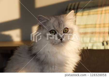 Stunning Close-Up of a Beautiful Cat Bathed in Warm Light, Showcasing Its Unique Features and Expression, Creating an Inviting and Cozy Atmosphere in a Well-Lit Room 128328058