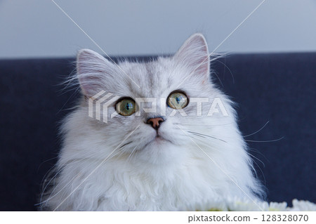 Captivating Close-Up of a Beautiful White Cat with Striking Green Eyes and Luxurious Fur in a Soft and Cozy Setting, Showcasing Its Unique Features and Expressions 128328070