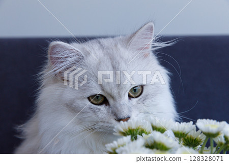 A Majestic White Cat with Striking Green Eyes Among Blossoming Flowers in a Beautiful Indoor Setting Captured in a Serene Moment of Curiosity and Calmness A Majestic White Cat with Striking Green Eyes Among Blossoming Flowers in a Beautiful Indoor Setting Captured in a Serene Moment of Curiosity and Calmness 128328071
