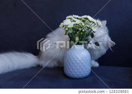 Curious Cat with White Fur Investigating a Beautiful Flower Arrangement in a Stylish Ceramic Vase on a Dark Blue Couch Curious Cat with White Fur Investigating a Beautiful Flower Arrangement in a Stylish Ceramic Vase on a Dark Blue Couch 128328081