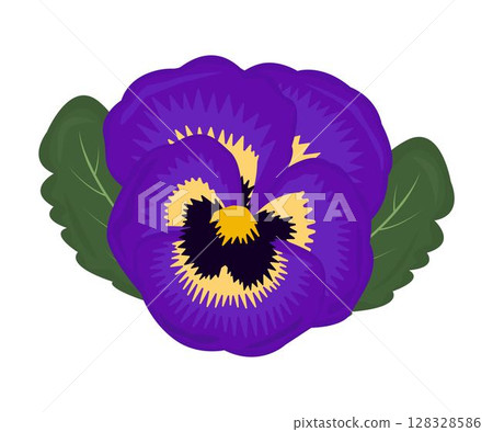 Single bright violet pansy with two leaves 128328586