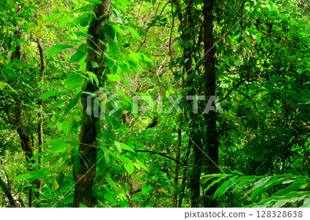 Along the Crystal Cascades near Cairns in Far North Queensland, locals and tourists enjoy swimming, hiking, picnicking, and exploring lush rainforest and freshwater streams. 128328638