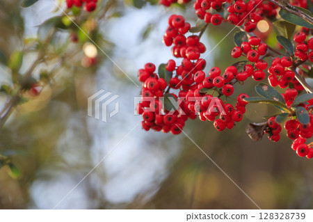 深秋森林風光：紅色火棘果 128328739