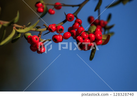Late autumn forest scenery: Red pyracanthus berries 128328740