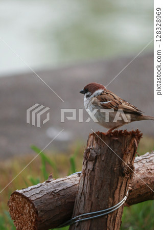 A Charming Sparrow Perched on a Wooden Log Near a Calming Water Body, Capturing the Essence of Nature in a Tranquil Setting Filled with Greenery and Serenity A Charming Sparrow Perched on a Wooden Log Near a Calming Water Body, Capturing the Essence of Nature in a Tranquil Setting Filled with Greenery and Serenity 128328969