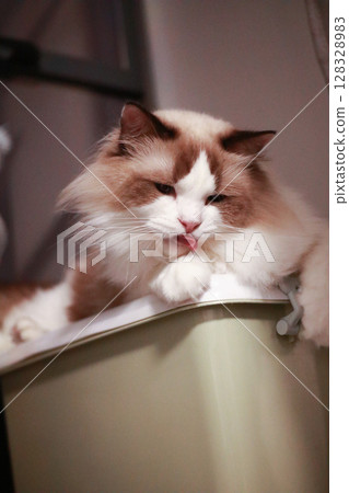 Adorable Cat Sitting on a Storage Container with Its Tongue Out, Displaying Contentment and Cuteness in a Cozy Indoor Environment 128328983