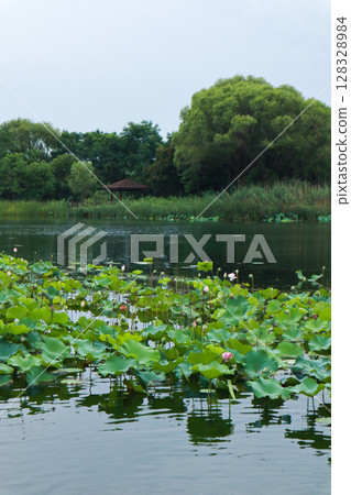 Serenity in Nature: Tranquil Lotus Pond Surrounded by Lush Greenery and a Gazebo Under the Cloudy Sky Capturing the Essence of Peaceful Landscapes 128328984