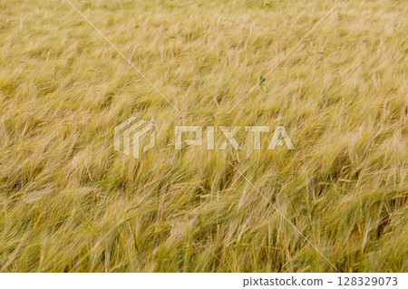 Golden Waves of Grain: A Serene View of a Field of Wheat Gently Swaying in the Breeze Under a Clear Sky Representing Nature's Beauty and Agricultural Abundance Golden Waves of Grain: A Serene View of a Field of Wheat Gently Swaying in the Breeze Under a Clear Sky Representing Nature's Beauty and Agricultural Abundance 128329073