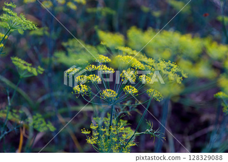 A Beautiful Close-Up of Delicate Yellow Dill Flowers Surrounded by Lush Green Foliage in a Natural Setting Capturing the Essence of Summer's Vibrant Flora 128329088